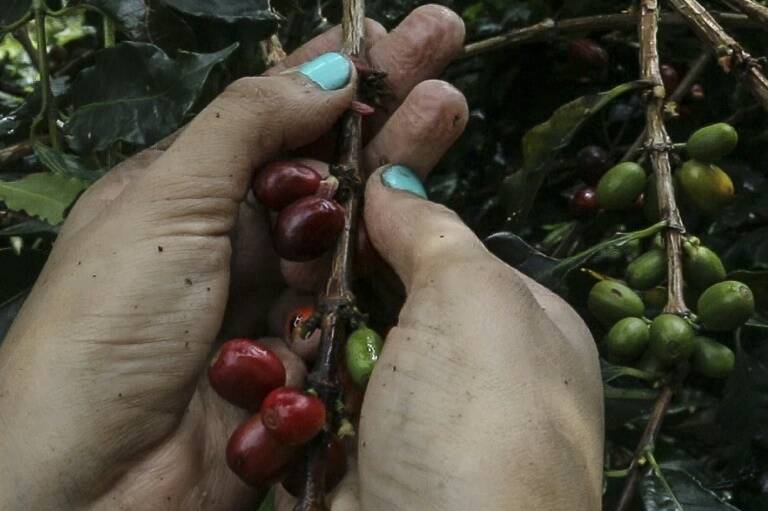 Colombia - café - economía - cultivos