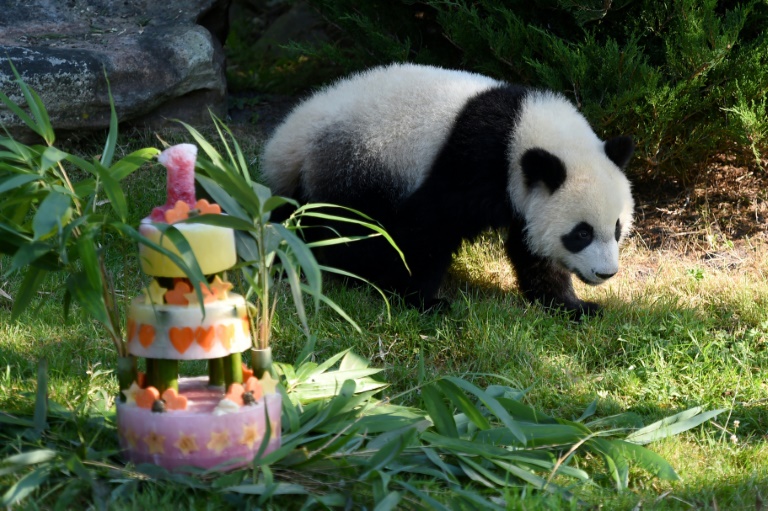 animaux - panda - Chine - environnement