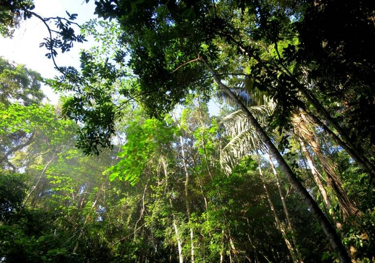 minería - medioambiente - gobierno - homicidio - industrias - agricultura - AmLat - Brasil
