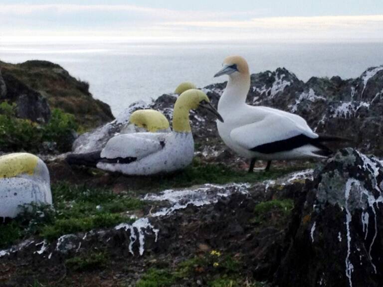 NZealand - animal - offbeat