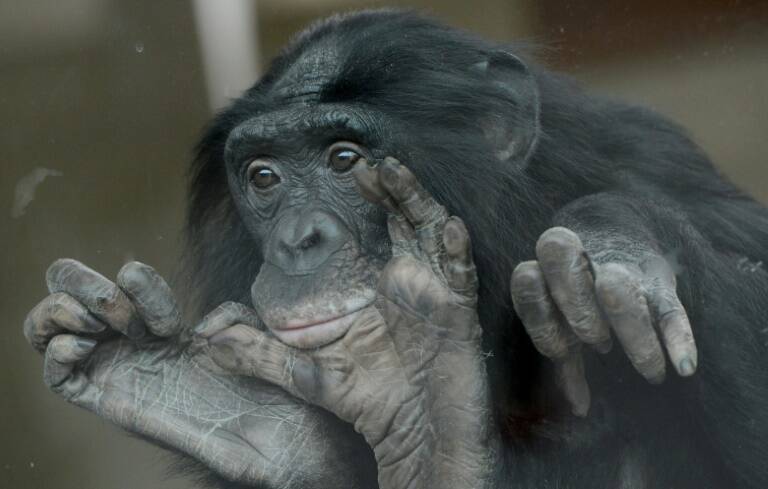 USA,zoologie,primatologie,science