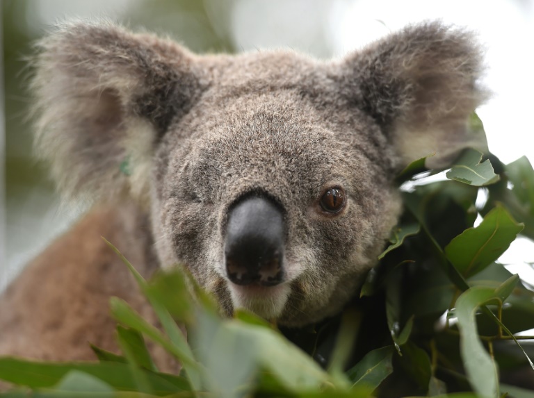 animales - medioambiente - ambiente - Australie
