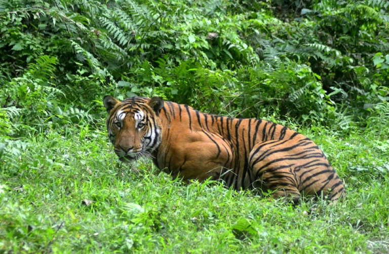 India - animal - tiger