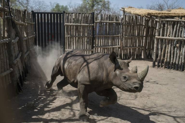 Chad - Sudáfrica - animales - medioambiente - preservación