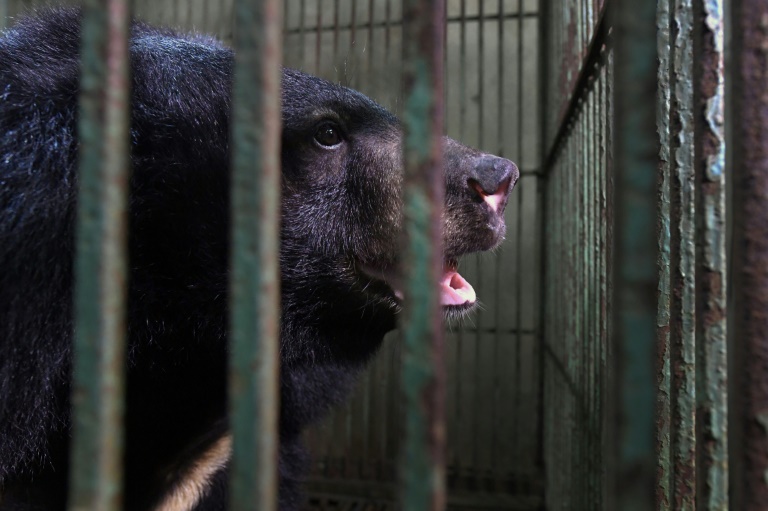 Vietnam - animal - wildlife - bears - environment