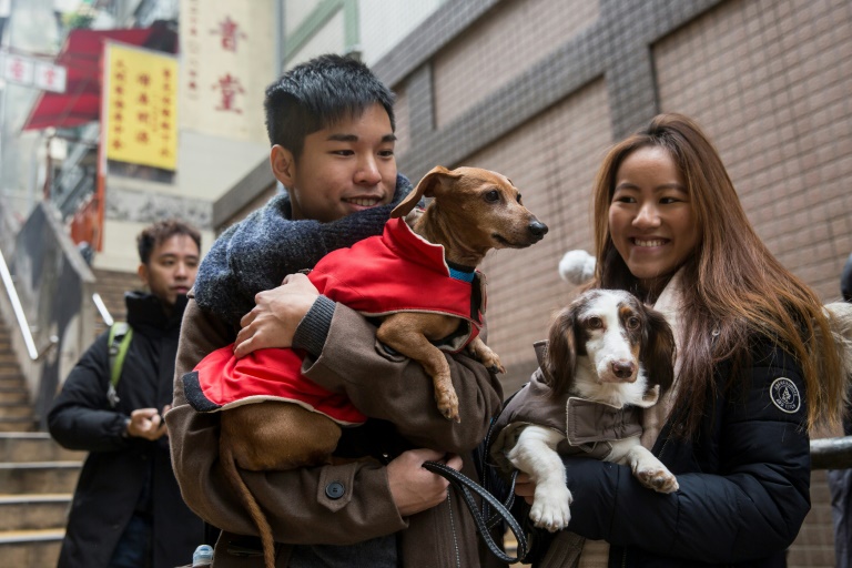 HongKong - lifestyle - animal - sausage - dogs