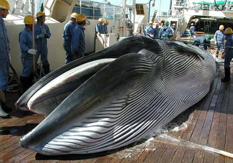 Japón - animales - medioambiente - pesca