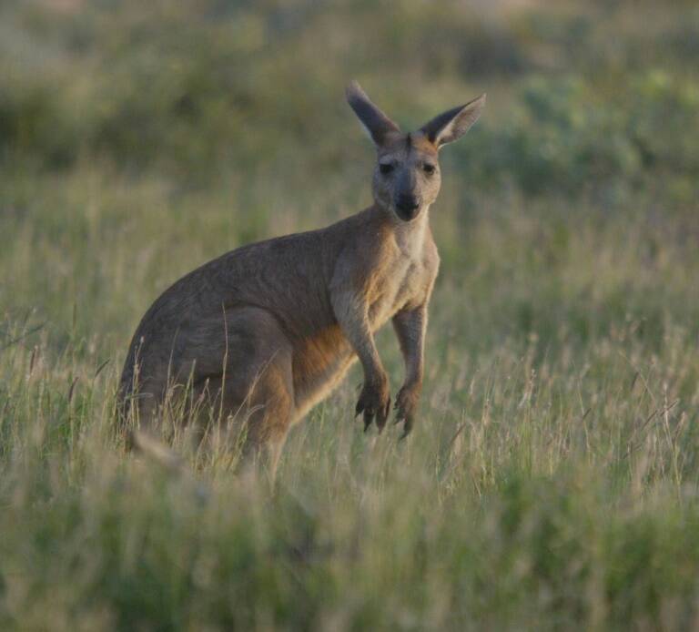 animales - Australie - accidente