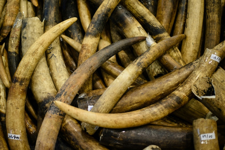 GB - animaux - commerce - ivoire - environnement