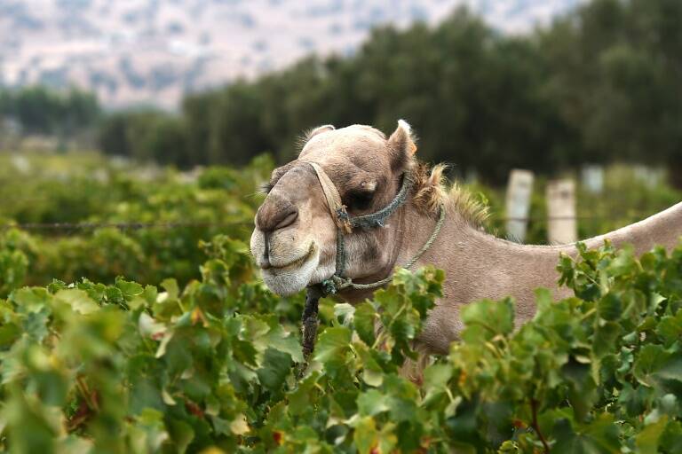 Maroc, viticulture, agriculture, socit