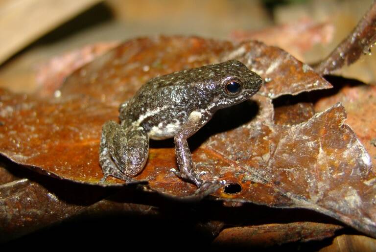 Venezuela - naturaleza - ciencias - animales