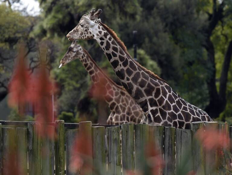 Argentina - animales