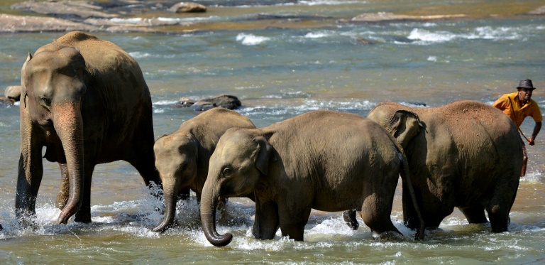 SriLanka, elephants, conservation, animal