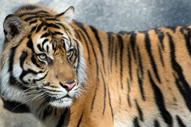 Indonesia - tiger - animal