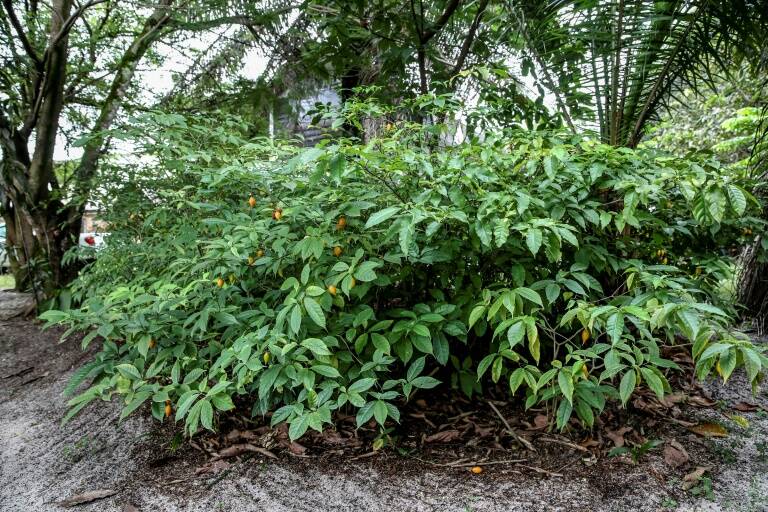Gabon - plantes - santé - environnement
