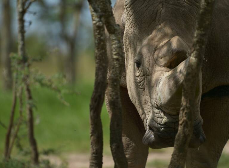 Kenia - animales - medioambiente - preservación