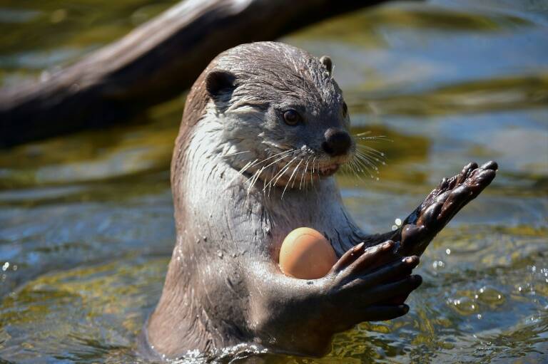 USA - animaux - insolite