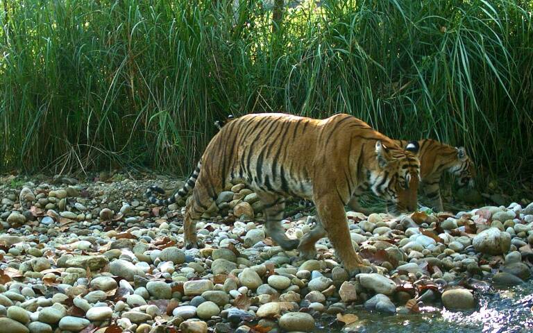 Nepal - conservation - tiger