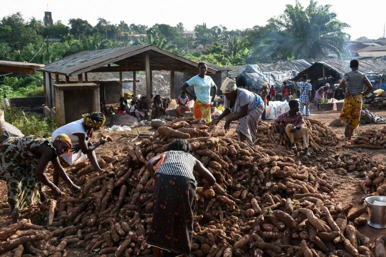 agriculture - alimentation - épidémie - recherche - Afrique
