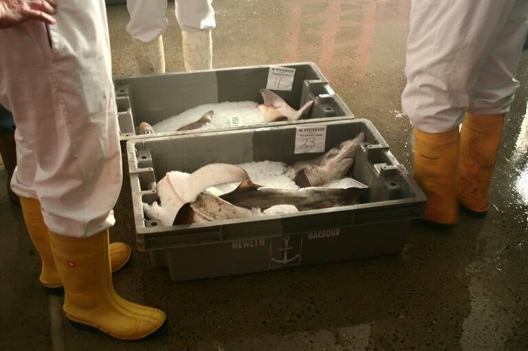 GB - UE - Brexit - política - pesca