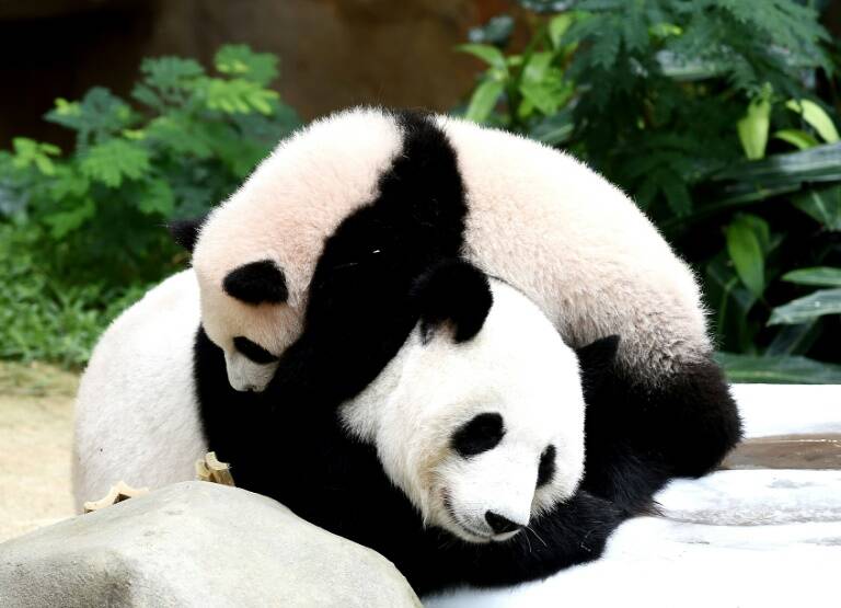 Malaysia,China,animal,panda