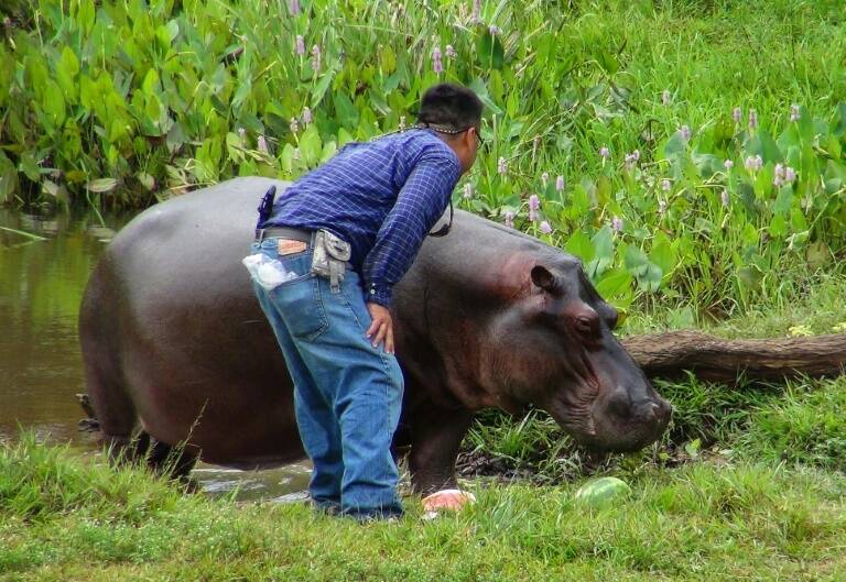 México - animales
