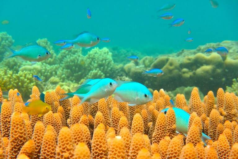 environnement,climat,océans,Australie,tourisme