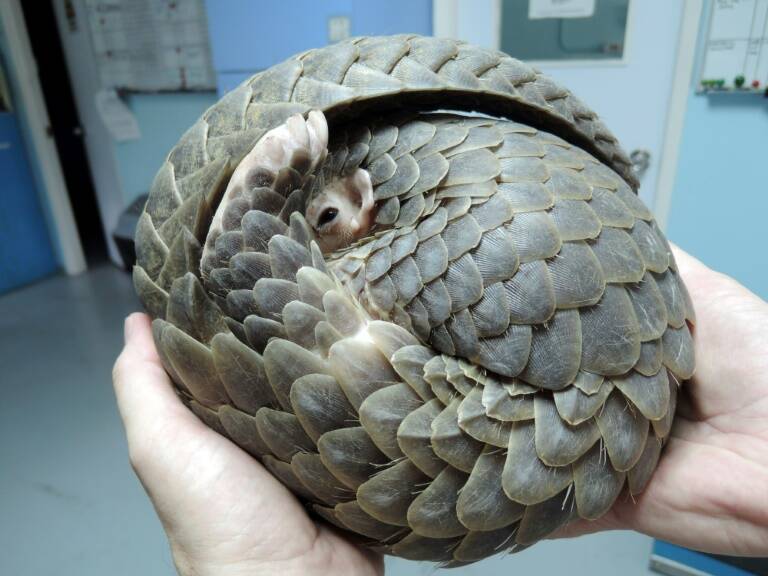 biodiversidad - animales - China - HongKong - África
