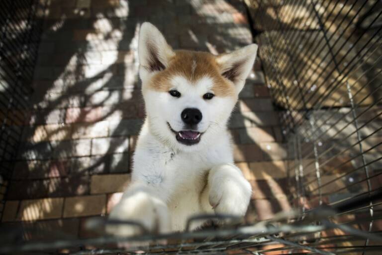 Japon - animaux - célébrités - société