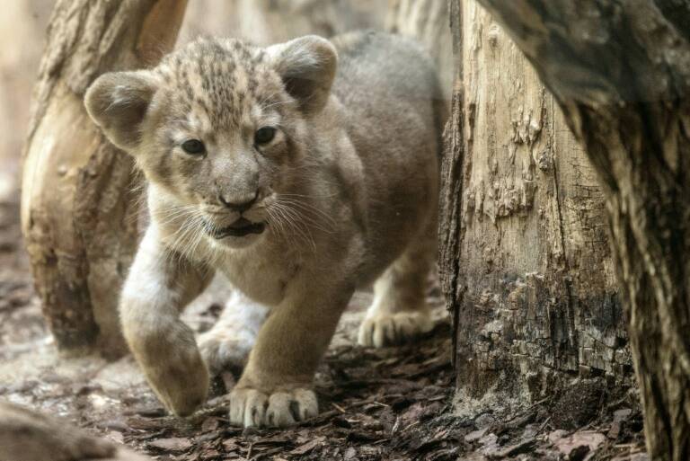 Alemania,animales,zoologa,emergencia