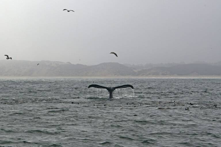 Japón - animales - pesca - medioambiente