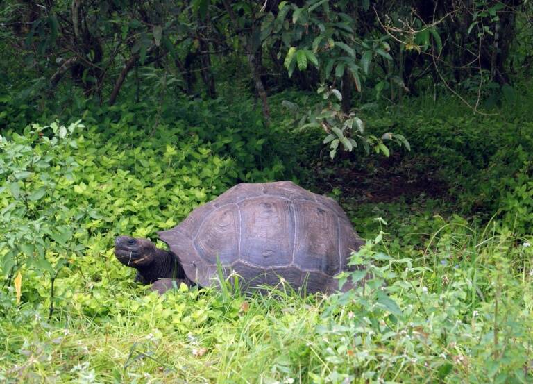 Ecuador - Perú - medioambiente - animales - Galápagos