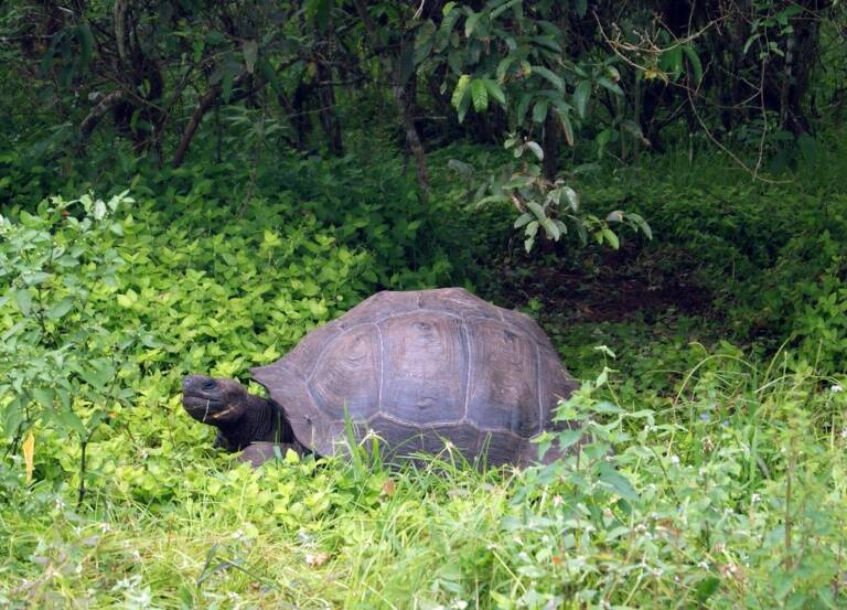 Ecuador - Per - medioambiente - animales - Galpagos