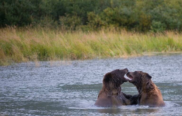 USA - animaux - environnement - nature - insolite - chasse