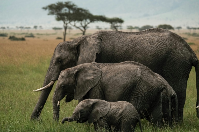 Kenya,environnement,animaux