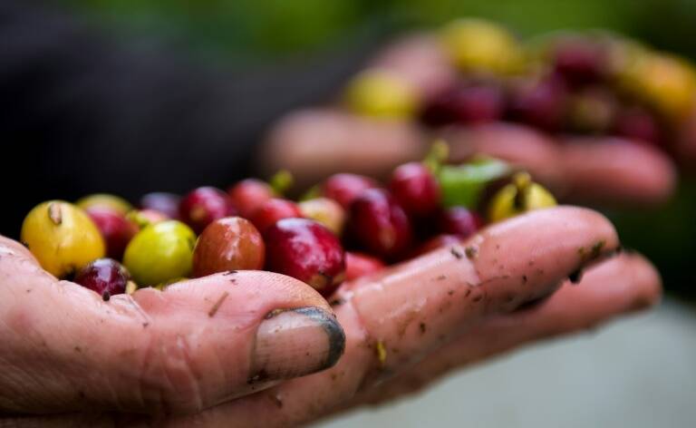 consommation,agriculture,social,commerce,quitable,Afrique,Colombie,Prou