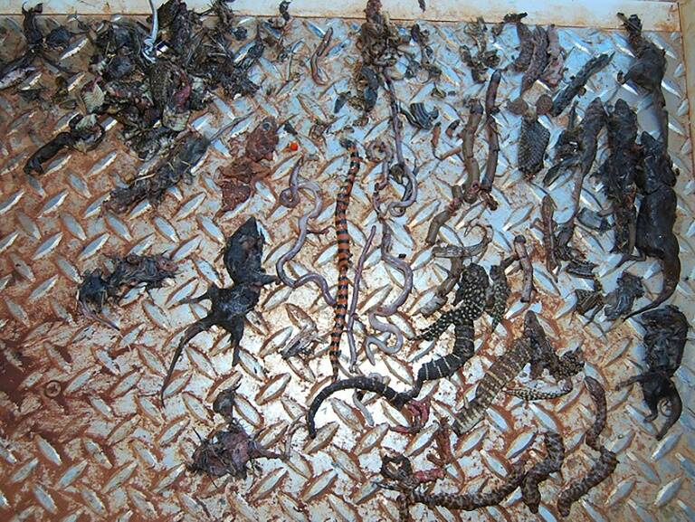 Australia,animal,cats,reptiles,environment,conservation