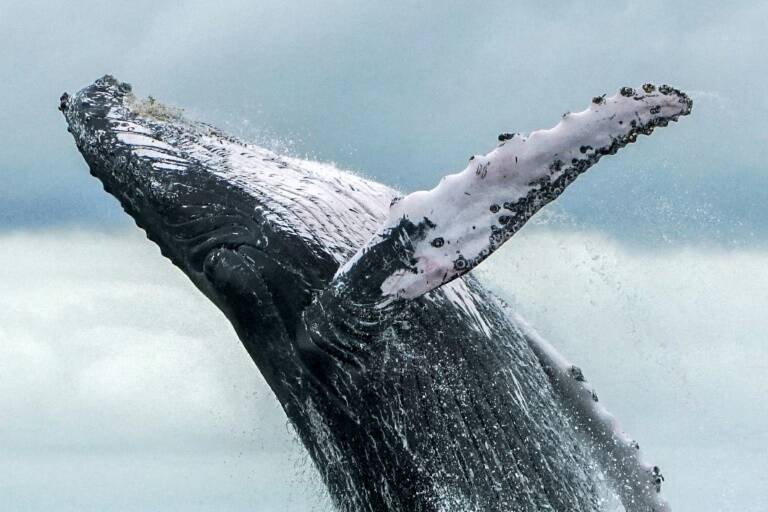 Brazil - whaling - environment - IWC