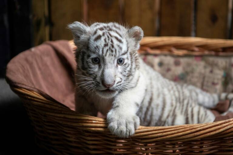 animales,Chine,zoo