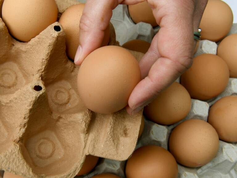 Polonia - agricultura - alimentos - salud