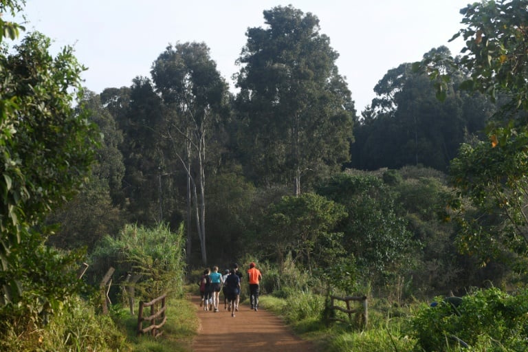 Bosque de Aguajal Amaru Parque