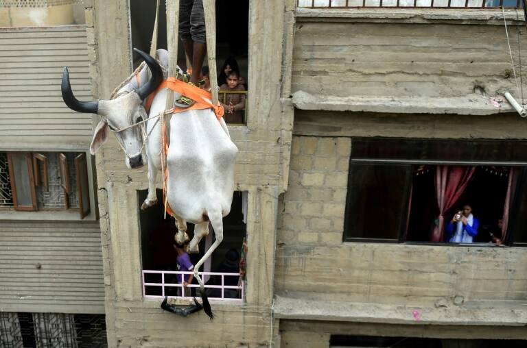 Pakistan,animaux,religion,société,Islam