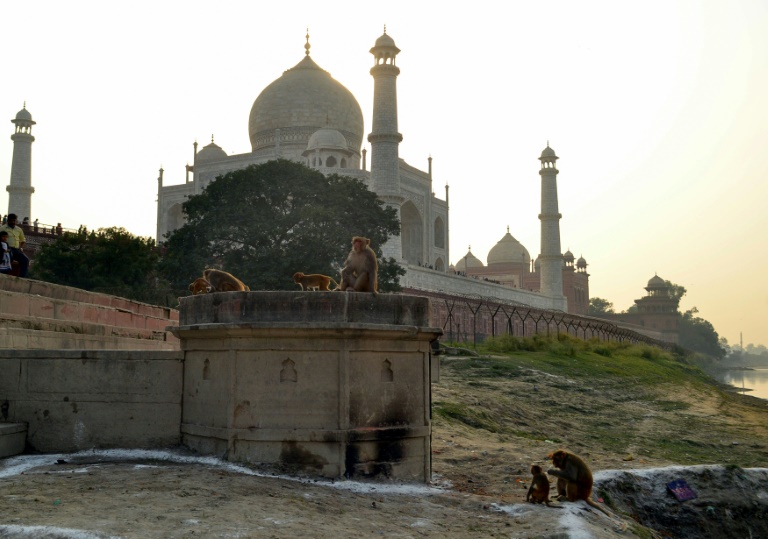 India,animales,patrimonio,turismo
