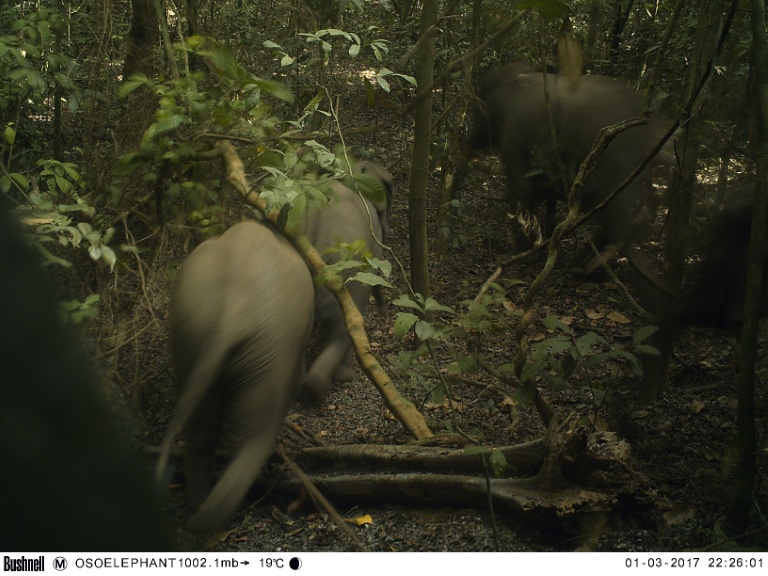 Nigeria - animaux - forêts - environnement