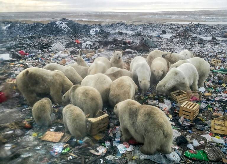 Russie - animaux - climat - environnement - société - énergie - production - pétrole - gaz - transport - mer - commerce