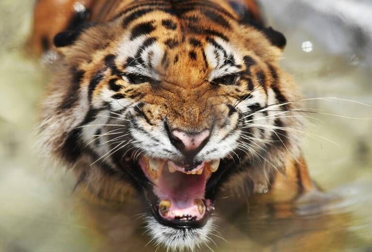 Bangladesh - conservation - tiger