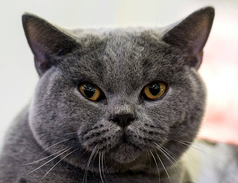 Malaysia,animal,court,cat