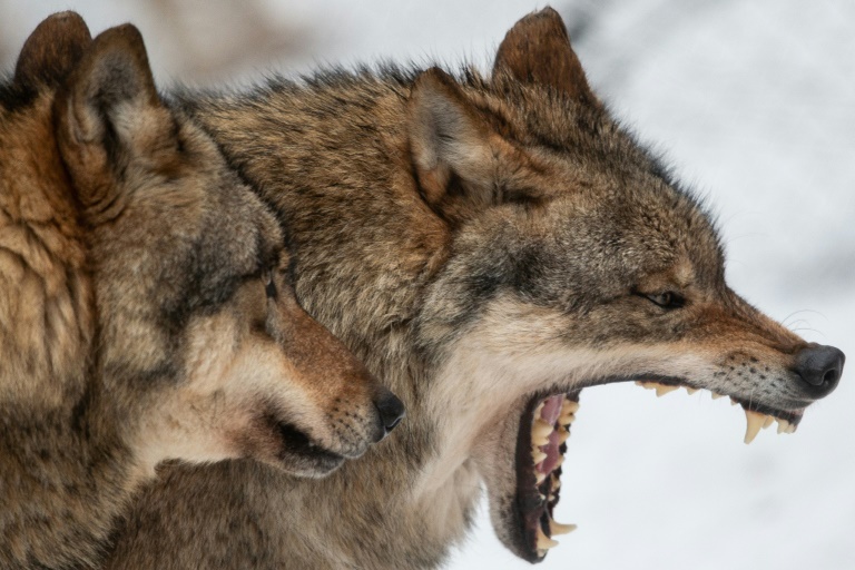 Science - dogs - wolves - Austria - US