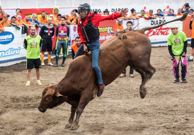 toros - animales - CostaRica