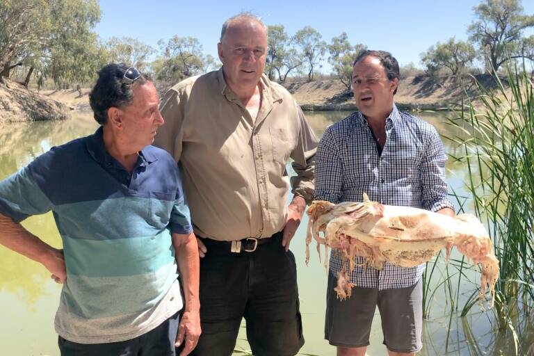 Australia,environment,drought,fish